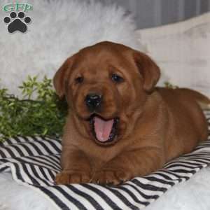 Gina, Fox Red Labrador Retriever Puppy